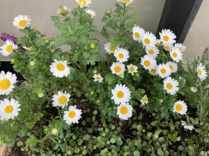 まきひら歯科クリニック正面