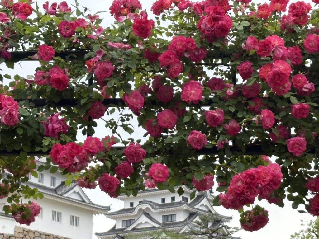 第58回福山ばら祭でした　大道芸人のかたがたのパフォーマンスが祭を盛り上げていました