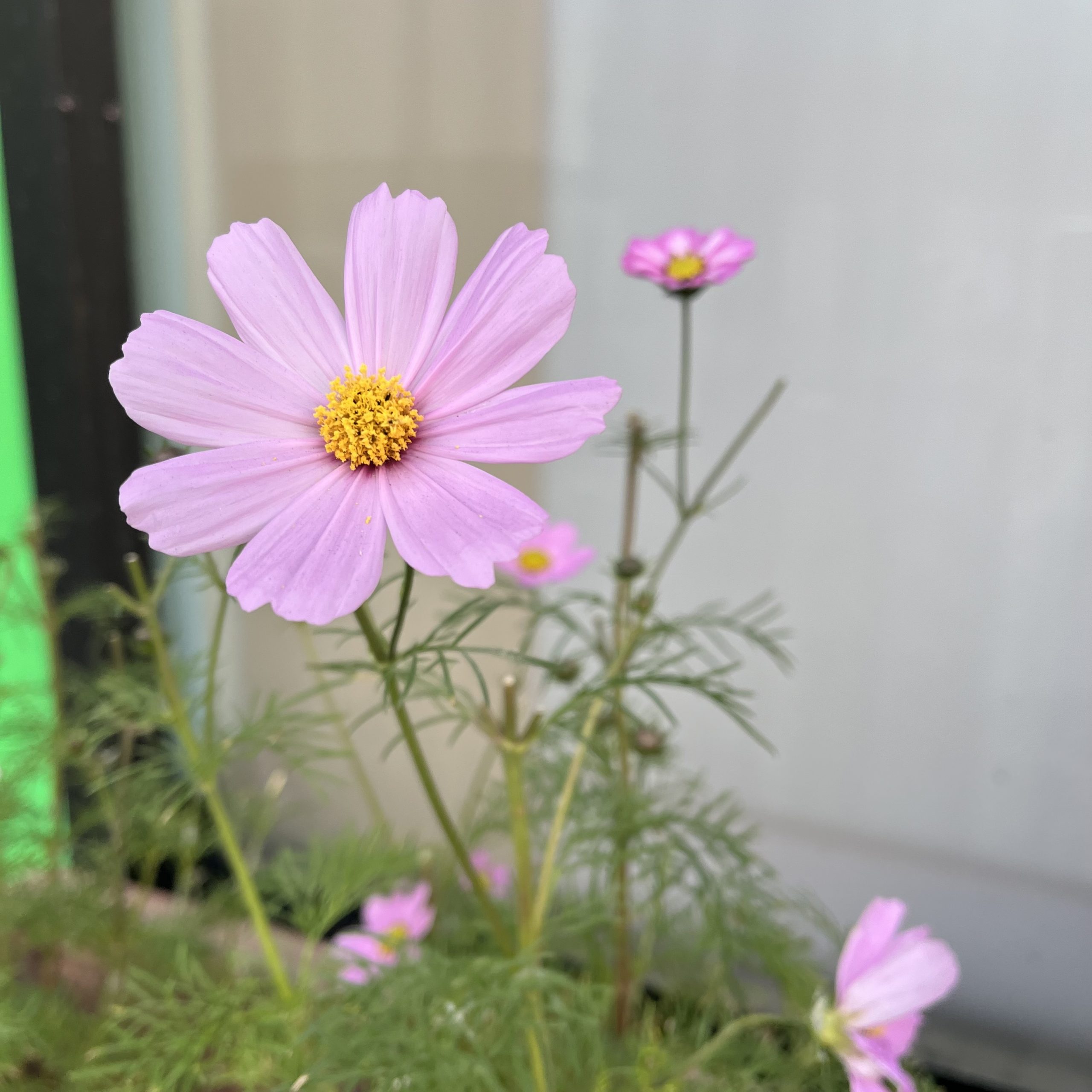 お花—コスモス　ささやかなこだわりです