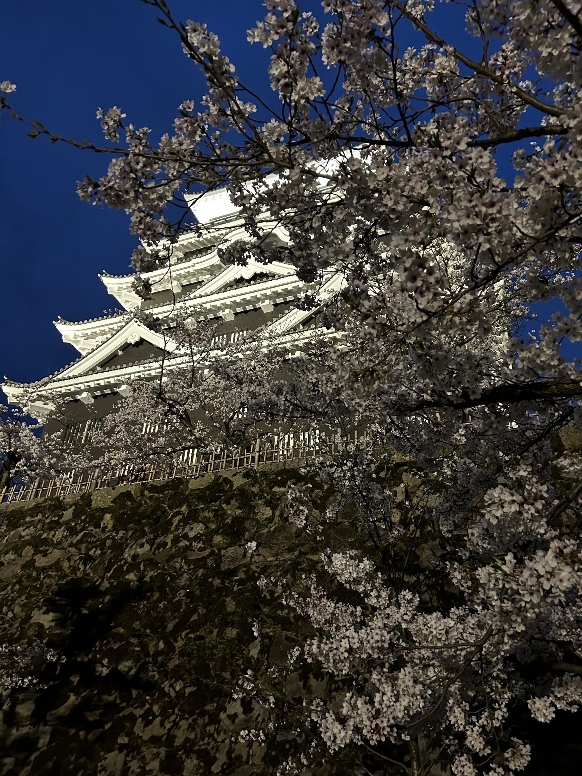 福山市のシンボルの福山城で桜が見頃ですね とてもきれいですね