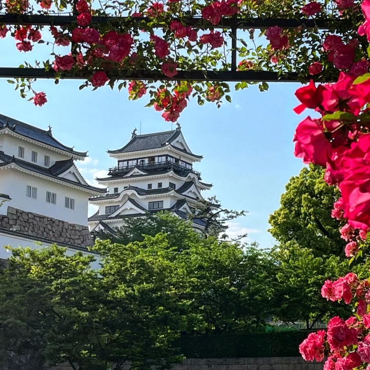 福山城とばら